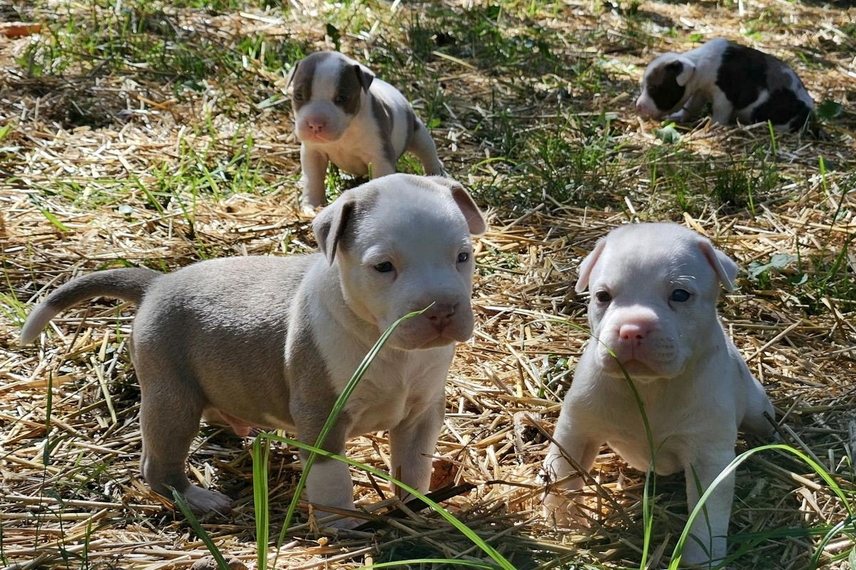Venda de Filhotes Pocket XL: Seu Cão Perfeito (2026)